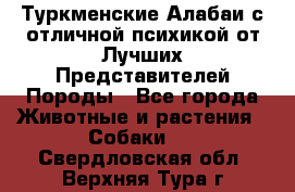 Туркменские Алабаи с отличной психикой от Лучших Представителей Породы - Все города Животные и растения » Собаки   . Свердловская обл.,Верхняя Тура г.